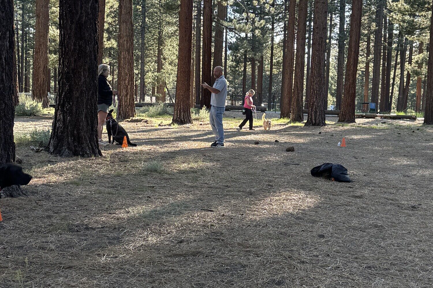 Scott Mara working a small dog on a long line while a handler watches, tall pines at Bijou Park in the background